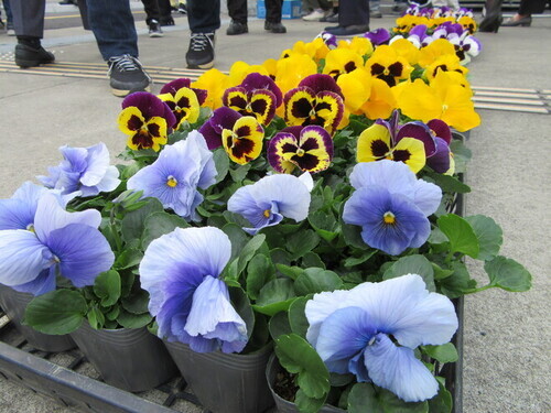 1:（画像）華やかな花々を植えていきます