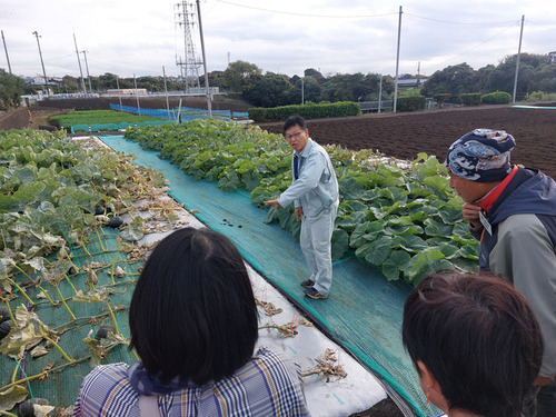 3:（画像）研修ほ場の栽培法に興味津々（11日）