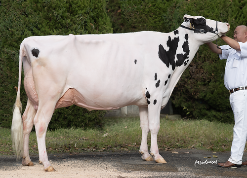 4:経産最高位賞のGFF・ゴールド・M・オーサム・マックチー（写真は神奈川県酪農業協同組合より提供）