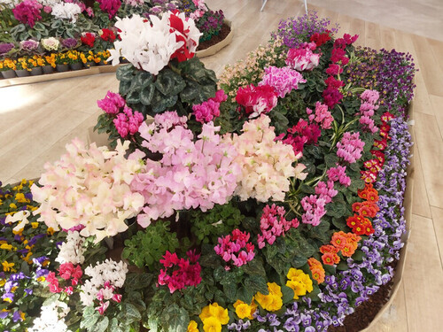 2:全部茅ヶ崎産！色とりどりのお花たち