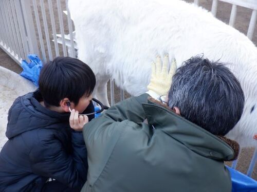 2:（画像）聴診器で子牛の心音を聞きました