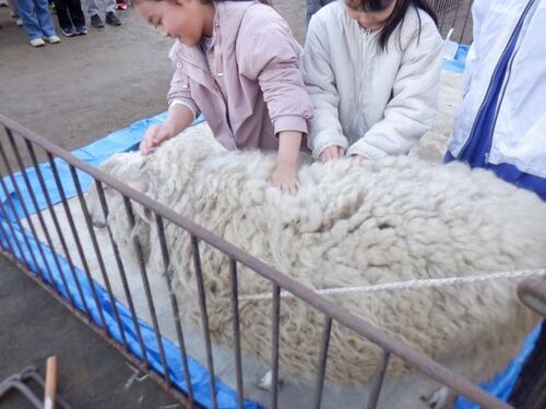 3:（画像）羊の毛はずっと触れていたい温かさでした
