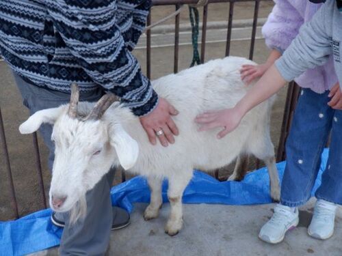 4:（画像）ヤギとのふれあいも大人気