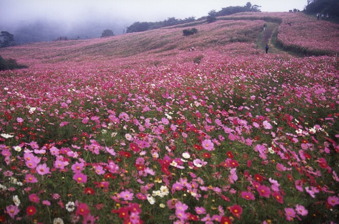 佐久市のコスモス畑