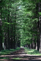 佐久市の木　からまつ