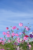 佐久市の花　コスモス