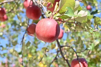 佐久市名産のりんご