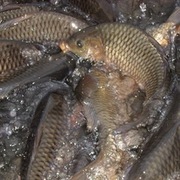 佐久市の魚　佐久鯉