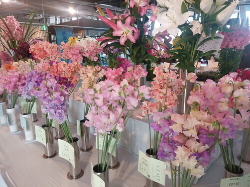 2:（画像）パステルカラーのスイートピー