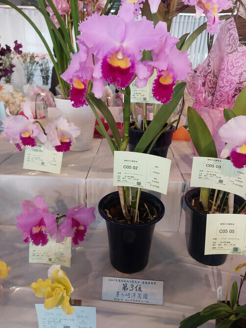 3:（画像）来場者投票で3位！茅ヶ崎洋蘭園のカトレア「ピンクコスチューム」