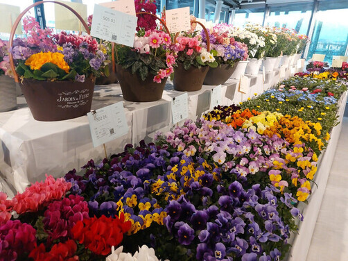 4:(画像)ビオラなどの苗ものや、個性が光る寄せ植えも出品されました