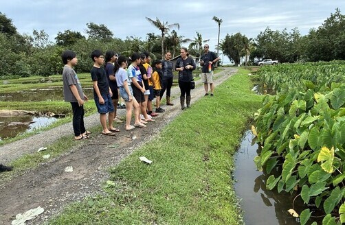 14:ハワイの歴史と文化でタロイモが大事にされてきたことを学びます