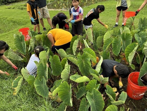 15:タロイモ畑の保全活動に参加しました