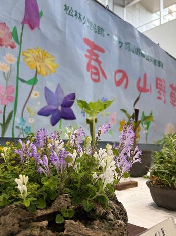 2:(画像)展示会の日に向けて開花させるのは山草会の丁寧な手仕事による賜物