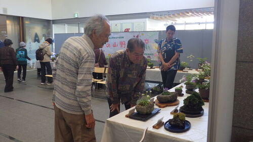 6:山草会代表に説明していただき、一つ一つの作品を熱心に見ている市長