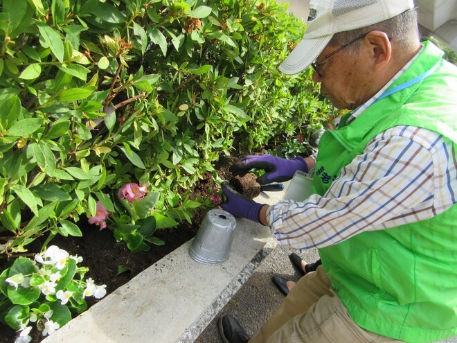 (画像)次々と手際よく植えていきます