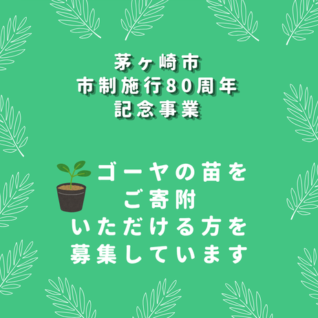 ゴーヤの苗を ご寄附 いただける方を 募集しています