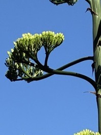 7月9日　花の様子