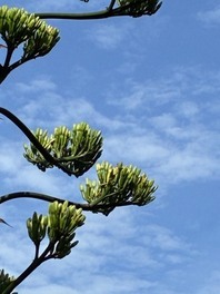 7月14日　花の様子
