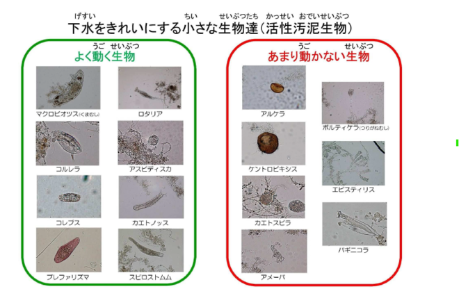 (画像）下水をきれいにする小さな生物
